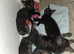 2 Maine coon x British shorthair kittens