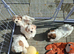 Shichon puppies