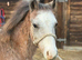 Stunning welsh a yearling