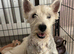 West highland terrier puppies