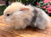 3 Beautiful Lionhead/Angora Bunnies – Ready for Their Forever Home