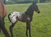 Registerd Appaloosa x warmblood