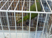 Male and female green ringneck