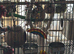 Bonded love birds for sale