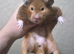 11month old female syrian hamster
