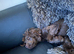 Gorgeous Chocolate Cocker Needs Permanent Loving Home