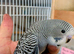STUNNING Single factor anthrecite budgies.
