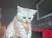 Two male bristish short hairs rare markings