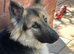 German Shepherd / Samoyed Mix Seeking New Home