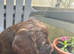 Cocker Spaniel full pedigree puppies for sale