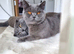 5 Beautiful Kittens Available – British Shorthair x Scottish Fold