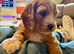Doodles ( Cocker Spaniel crossed with Aussie Labradoodle