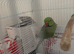 Beautiful male Indian Ringneck