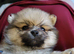 Pomeranian boy and girls
