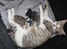 Lovely kittens