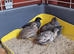Chinease Painted Quail