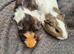 Guinea Pigs looking for new homes