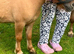 Rosie and Chester.Adorable Miniature Shetlands