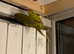 Very beautiful kakariki for sale