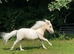 Beautiful lemon and white miniature horse gelding