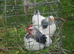 light sussex bantam