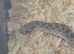 Adolescent Western Hognose