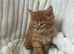 Cute ginger kitten
