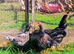 Trios Cornish Game LF also called Indian Game Large Fowl