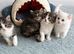 Persian kittens. Beautiful doll faced
