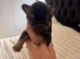 Extremely tiny black tri male chihuahua