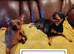 Beautiful Miniature Pincher puppies