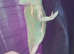Veiled chameleons