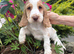 KC Registered Cocker Spaniels