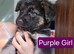 German Shepherd puppies