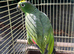 Tame and talking mealy Amazon