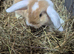 Mini lops 8 week old ready for new homes now