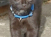 Gorgeous Black Domestic Shorthair Kittens Looking For Loving Forever Home