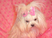 Gorgeous Babydoll KC Registered Korean Maltese Girl 2 Years Old