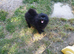 Ozzie 6 month old House trained black Pomeranian boy ready to leave