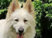 White long coated German shepherd available for stud