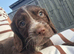 Cocker spaniel puppies