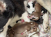 Epic Purebred Siberian Huskies - Ready Dec 16th