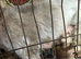 Shihtzu puppies for sale