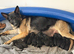 KC German shepherd puppies
