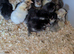 Polish lavender pekins and many others