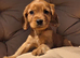 Beautiful cavalier puppies