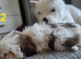 1 stunning imperial shih tzu boy READY TO LEAVE