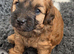 F1B cavapoos