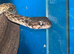 Madagascan cat eyed snaked