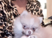 Beautiful pomeranian puppy